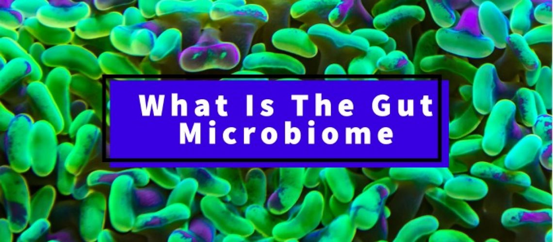 What is the gut microbiome | Aerhealth Digest